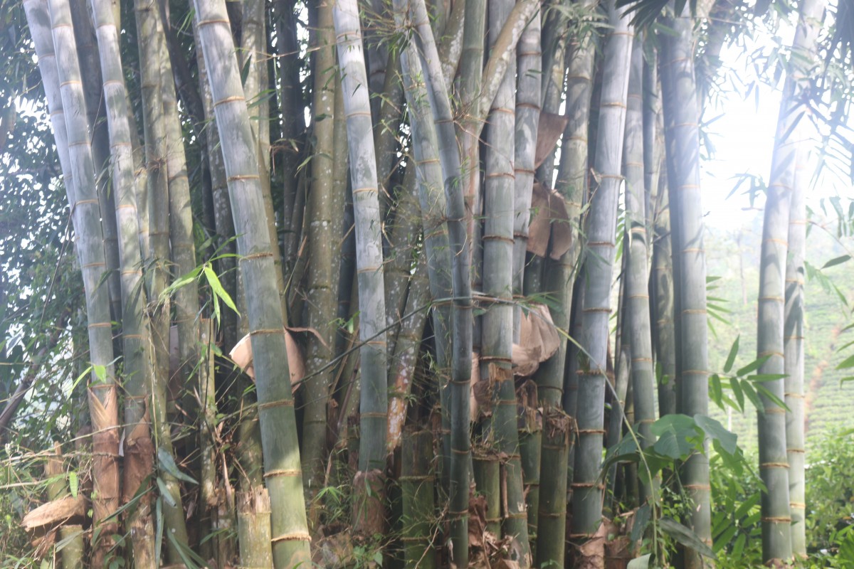 Dendrocalamus giganteus Munro